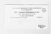Jattaea allantospora image
